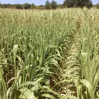 Les essais pluriannuels d’Arvalis portent sur des sorghos fourragers monocoupes type ensilage parce qu’ils ont une valeur alimentaire proche de celle
