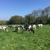 Le coût alimentaire du système plus pâturant est inférieur de 21 €/1 000 l, surtout grâce à la maîtrise du coût de concentré. © V. Brocard