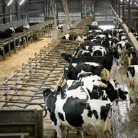 Le système de blocage temporaire (post-traite) des logettes « fait maison » fonctionne avec un treuil électrique. © J. Crenn