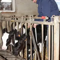 La croissance des génisses est suivie par des mesures régulières de leur tour de poitrine. L’âge au premier vêlage oscille entre 24 et 27 mois.   © F.