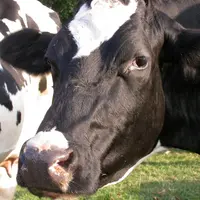 Le puits de carbone des prairies compense 8 % des émissions totales liées à l’ensemble des filières agricoles (amont, exploitations, aval). © J.-M. Ni