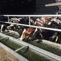 Les vaches adorent boire l'eau tiédie par le prérefroidisseur.  © S. Delangle