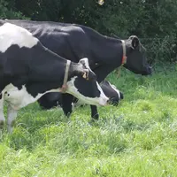 Le service Grasslive pourrait être disponible début  2022. © Medria