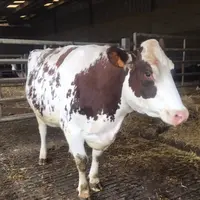 La vache laitière, fraîche vêlée, surréagit au toucher et au bruit. © S. Cercelet