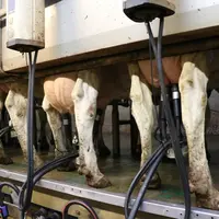 Un producteur bio qui fait de la qualité peut aller chercher jusqu’à 21 €/1 000 l.  © A. Conté