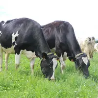 Depuis 2919, on observe une baisse du nombre de vaches de 1 à 2 % par an quasi généralisée en France, excepté dans les montagnes de l’Est et le Centre