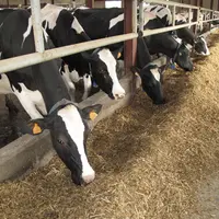 La ration riche en amidon est moins méthanogène, mais ce levier entre en concurrence avec l'alimentation humaine et émet indirectement des GEs.  © C.