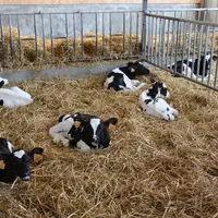 La prise colostrale, vacciner avant la mis en lot et avoir une bonne maîtrise de l’ambiance réduisent les affections respiratoires des veaux.