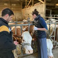 Parmi les vaches adultes ayant vêlé au cours de la saison de pâturage, le traitement peut être limité à celles ayant raté leur pic de lactation. © C.