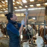 Aurore Boishardy. « L’administration d’éprinomectine en sous-cutané est la seule solution pour faire un traitement sélectif efficace et sans délai d’a