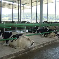 Pour assurer le confort des vaches en production, les éleveurs ont opté pour des logettes creuses remplies avec du sable. © Camilo Friol
