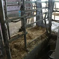 La petite fosse aménagée à côté de la cage de contention facilite les interventions. Un jeu de barrière permet de diriger les vaches vers le box paill
