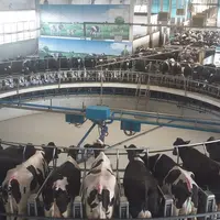 salle de traite vaches laitières en Chine