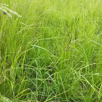 En bonnes conditions, avec un semis fin mai, le teff grass peut être exploité de début juillet à octobre. © Emergence