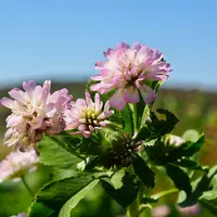 Le trèfle de Perse a de très grandes feuilles vertes uniformes. Ses fleurs roses à violettes sont petites, très odorantes et mellifères. © Semences de