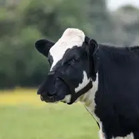 La technologie de Zelp est encore en test dans les centres de recherche de Cargill notamment.  © Zelp