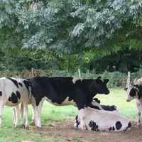 Mieux vaut mettre des génisses lorsque les parcelles à risques sont connues. © Réussir