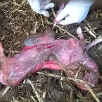 Prélèvement de contenu stomacal d’avorton. À tout stade de la gestation, une contamination par le virus de la BVD peut entraîner un avortement ou reto