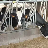 L’augmentation de la densité énergétique de la ration est efficace, d'autant que les concentrés produisent moins de chaleur ruminale que les fourrages