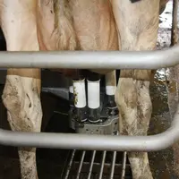 Pour gagner en vitesse de traite (3,2 l/min), les manchons en silicone ont été remplacés par des manchons en caoutchouc.  © F. Mechekour