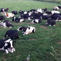 Une prime de 15 euros les 1000 litres est prévue pour les éleveurs qui auront atteint l'objectif d'une alimentation des vaches 100% française.  © A. C
