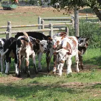 En dehors de la période hivernale, les veaux devront obligatoirement à partir de six semaines, avoir accès à une aire extérieure et/ou pouvoir pâturer