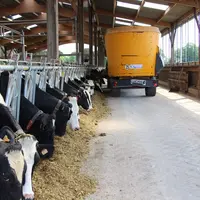 En période de pâturage, le complément à l’herbe n’est apporté que le soir pour ne pas attirer les vaches dans le bâtiment en journée.