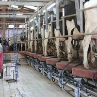 Une traite doit être efficace et opérationnelle pour plus de 90 % des animaux. Il y a toujours environ 10 % des vaches qu’il faut gérer de façon alter