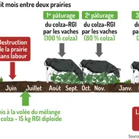 Renouveler ses prairies sans glyphosate avec du colza-RGI