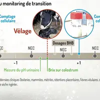 Autour du vêlage : Les quatre piliers d’une transition réussie