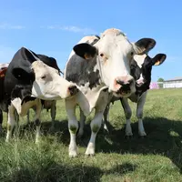 L'aide couplée aux UGB bovins lait et mixtes sera de 57 €/UGB, avec un plafond de 40 UGB.