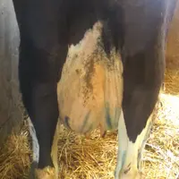 Un tag de la mamelle peu artistique mais efficace : l’essentiel est que la vache traitée soit vue !