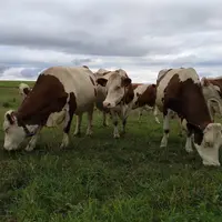 L’objectif est de pouvoir certifier automatiquement les conditions à remplir pour les cahiers des charges « lait de prairie » et de permettre aux élev