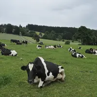 Le troupeau compte encore un quart de Montbéliardes mais elles ne sont pas destinées à rester.