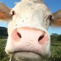 Avez-vous réussi à limiter l’invasion des mouches cet été ?