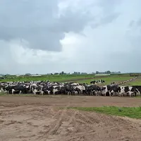 La dévaluation de la monnaie nationale a contribué à faire flamber le prix des matières premières agricoles et donc à handicaper les marges des exploi