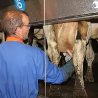 Êtes-vous prêt à prolonger les lactations de certaines vaches ?