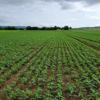 Le rendement moyen du soja ces dernières années est de 25 à 26 q/ha. Les teneurs en protéines dépendent des conditions pédoclimatiques et peuvent atte