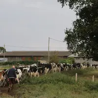 Le soja produit remplace une partie du colza de la ration semi-complète.