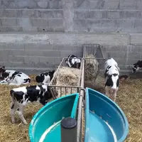 Aucune différence de croissance n’a été observée à Trévarez entre les veaux ayant reçu 6 litres de lait par jour ou ceux à 7 litres.