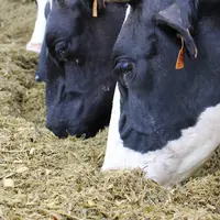 Les maïs HDi ont fait leurs preuves