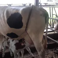 Plus les veaux restent longtemps avec leur mère, plus leur croissance avant sevrage est importante.