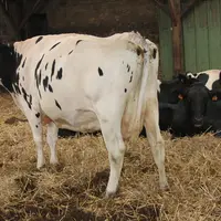 Lot de vaches en préparation au vêlage. Le retour à une conduite en deux lots (vaches taries et en préparation au vêlage) a eu un impact très positif