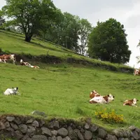 La pression sociétale monte sur les engagements des filières AOP en matière de protection de l'environnement, bien-être animal, biodiversité.