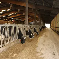 Avez-vous adapté l’alimentation des vaches ?