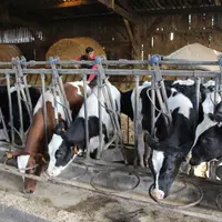 Les animaux sont habitués aux cornadis dès leur plus jeune âge. Les veaux disposent d’un espace dans la stabulation des vaches taries. L’écornage se f