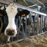 À l'échelle de l’observatoire, il n’a pas été mis en évidence de corrélation systématique entre les teneurs en mycotoxines retrouvées dans les maïs et