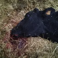 Cette vache est morte le soir même d’une hémorragie pulmonaire.
