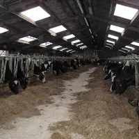 De nombreux producteurs de lait ont quitté Milcobel et ont pu trouver de nouveaux collecteurs.