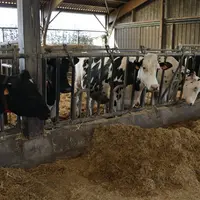 Avez-vous opté pour des abreuvoirs à niveau constant pour vos vaches en préparation au vêlage ?